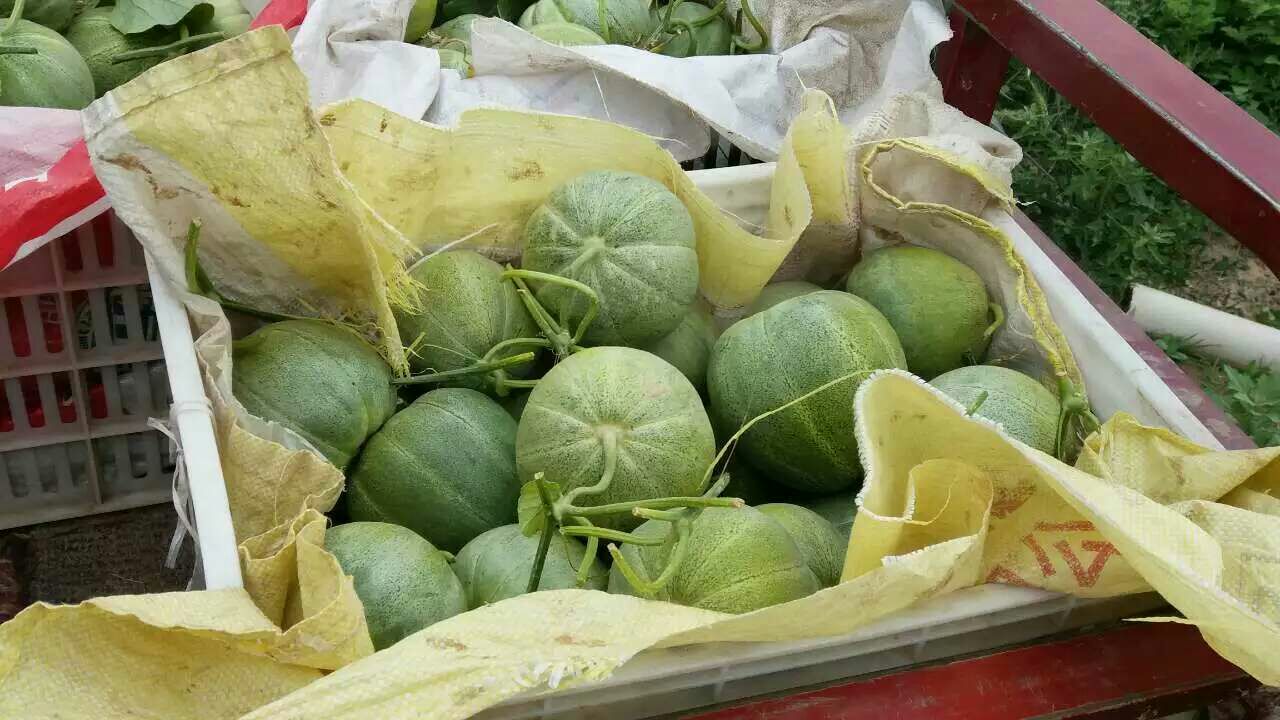 多名农户在清晨阳光下采摘成熟的绿宝甜瓜,瓜果表面带有自然蜡粉,随后送入临时分拣车间,工作人员使用电子秤与糖度仪进行分级,并装入印有‘绿宝香瓜·昌乐产’字样的环保纸箱 绿宝甜瓜在田间采摘与分级包装场景