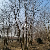 [荐]乌桕树22公分25公分30公分市场价格，产地批发