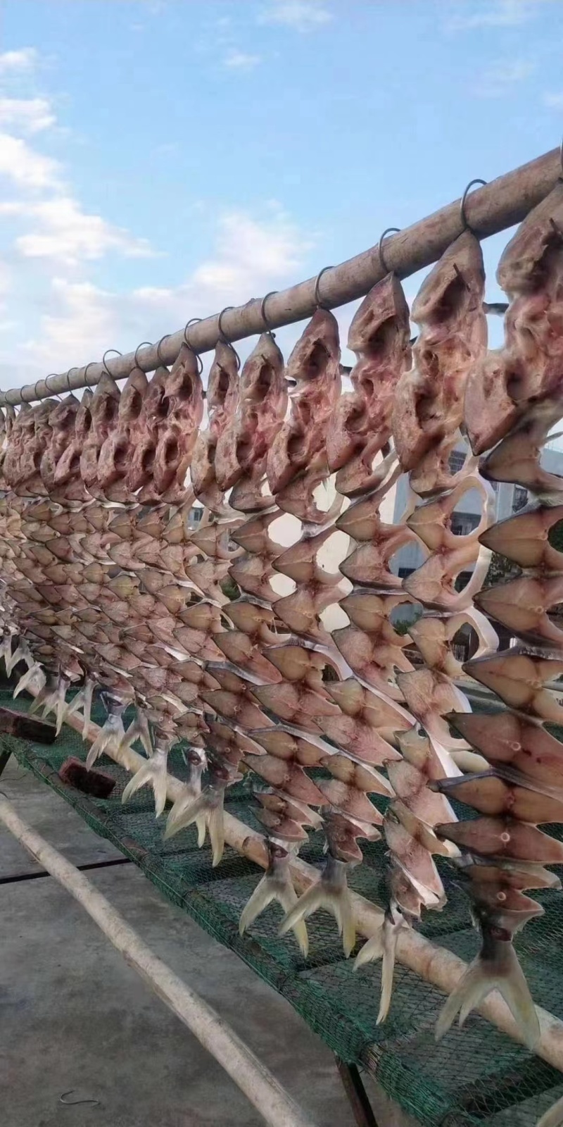 湛江江洪小镇海风人工晾晒金鲳鱼干