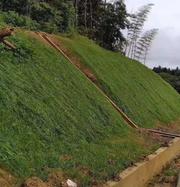 北方護坡草籽1000平方米美國四季青1200平方米臺灣青1200平方米進口