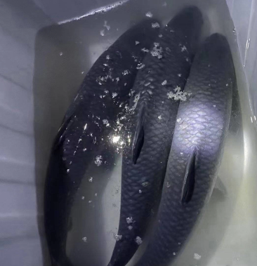 乌青鱼成品青鱼各大小规格青鱼都有质量完美优惠多多