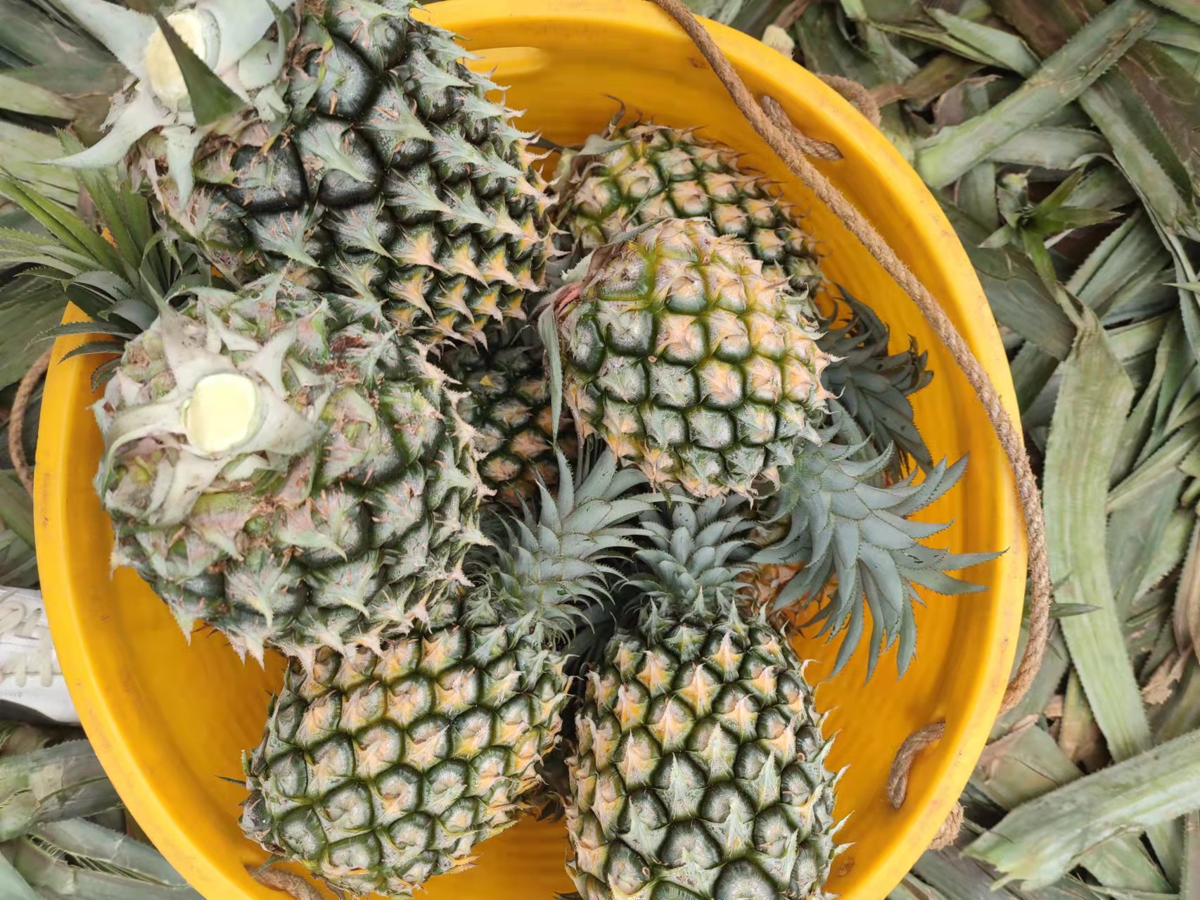 一瓶典型的菠萝啤饮品,标签上显示其为非酒精饮料 菠萝啤产品展示图