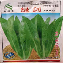 油麦菜种子无斑四季香油麦四季脆香无斑甜油麦菜种菜种子高产