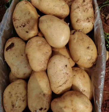 丽薯6号土豆精品4两以上大量现货产地直销量大从优欢迎咨询