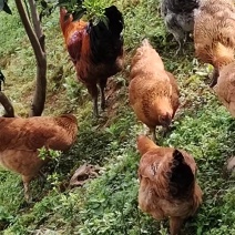 【热销】土鸡种蛋受精中单受精率高欢迎下单对接全国