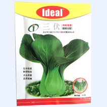 抗热青梗菜种子理想三伏优质丰产耐热耐涝农家夏秋播种精选青