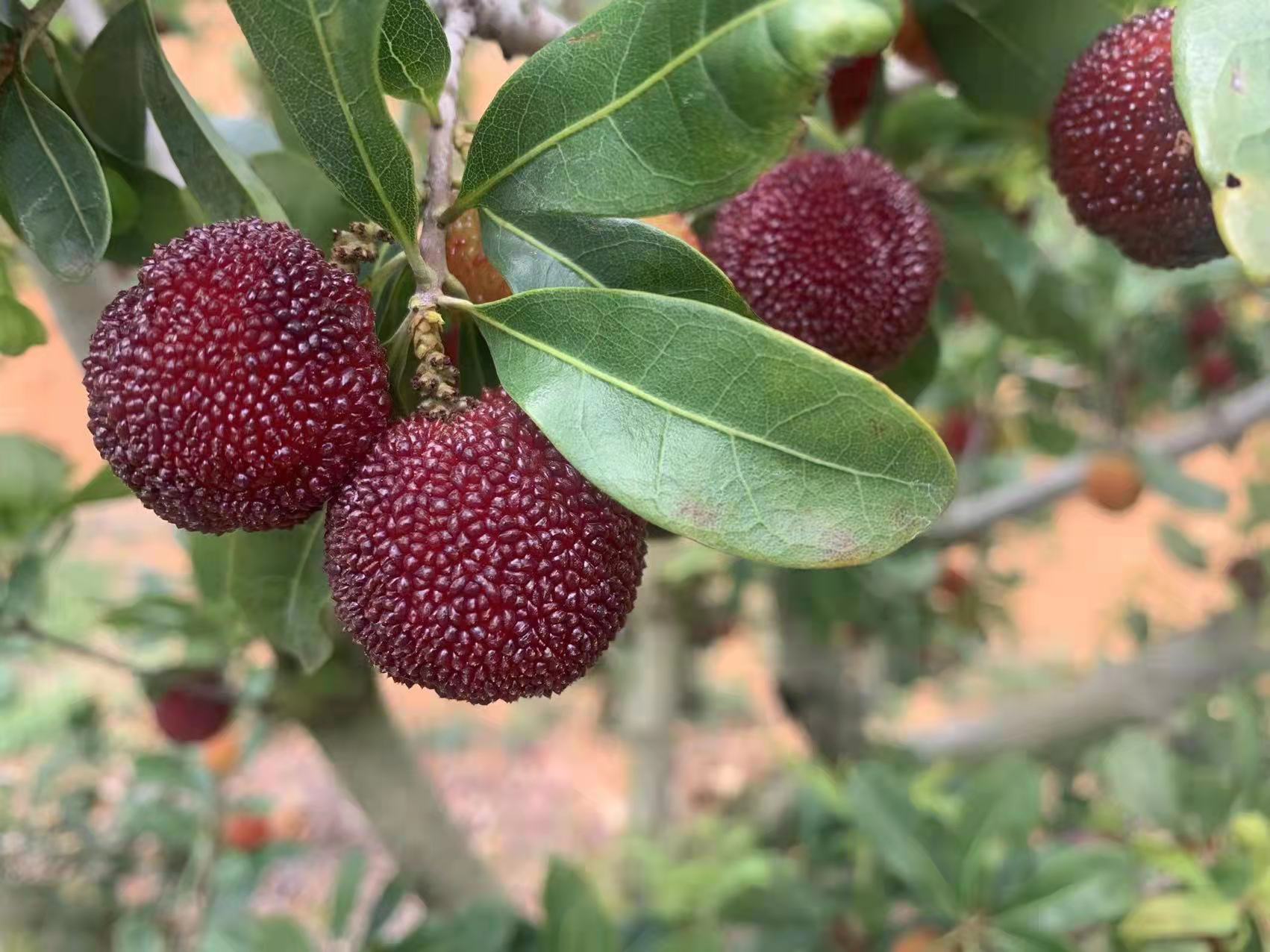 东魁杨梅果实特写,展示其饱满的果实与深红色泽 东魁杨梅特写