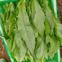【精品】油麦菜产地直发全国发货保质保量欢迎联系