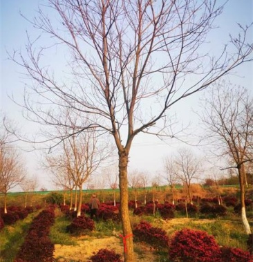 [乌桕批发]12公分乌桕树价格价格360.00元/棵 - 一亩田