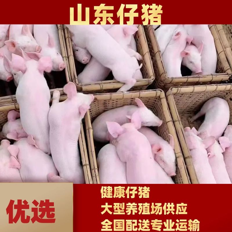 [黑猪仔批发]山东日照莒县仔猪 100.00元/头长白仔猪（价格 _ 一亩田