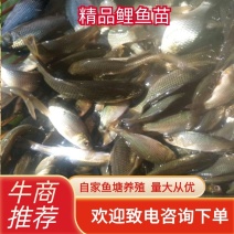 【养殖基地直供】鲤鱼苗，品种纯长势快，成活率高抗病力强