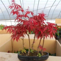 鸡爪槭种子细叶小叶鸡爪槭七角枫种子枫树种子林木