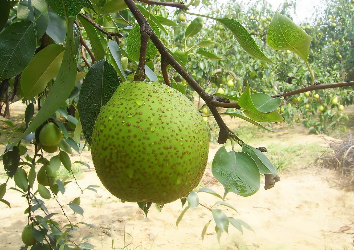莱阳梨在市场上的分级展示图