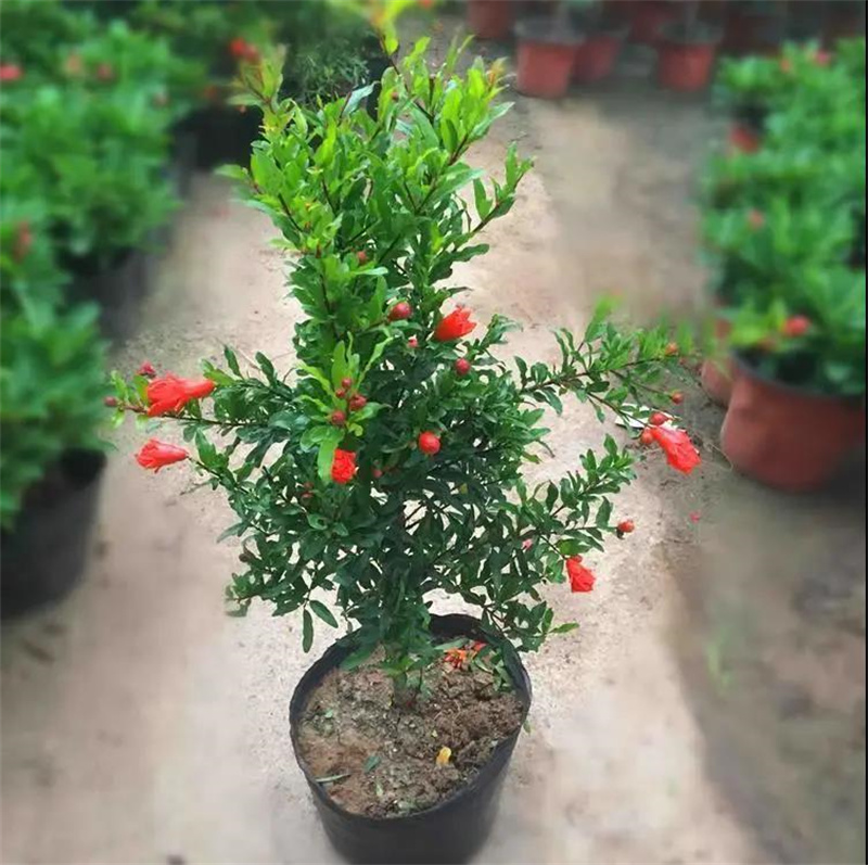 花石榴与果石榴对比图