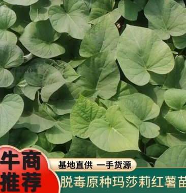 脱毒原种玛莎莉红薯苗一手货源基地直供可现场看货