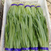山东油麦菜量大从优视频看货质量保障现摘现发欢迎来电合作