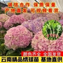 绣球苗又名无尽夏，八仙花基地直供质优价廉
