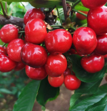 红灯樱桃山东樱桃红灯新鲜采摘质量保证全国发货