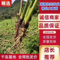 大黄苗、精选高庄老品种改良，基地直供批发，马蹄大黄大叶高
