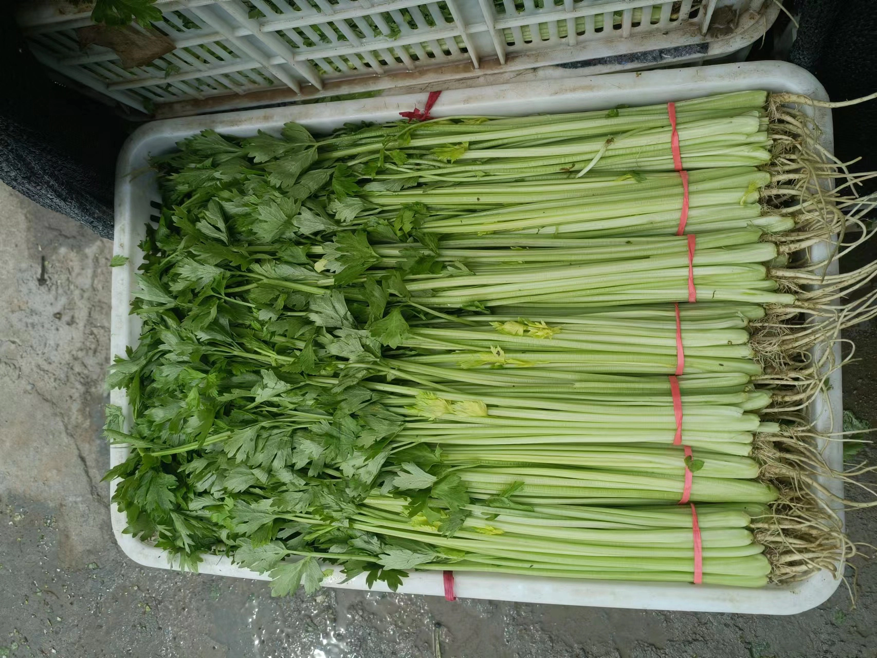 野生山芹菜成品图,新鲜翠绿,叶片完整 野生山芹菜成品图,新鲜翠绿,叶片完整