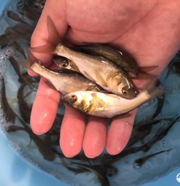 大头鱼鱼苗鳙鱼鱼苗淡水养殖鱼苗