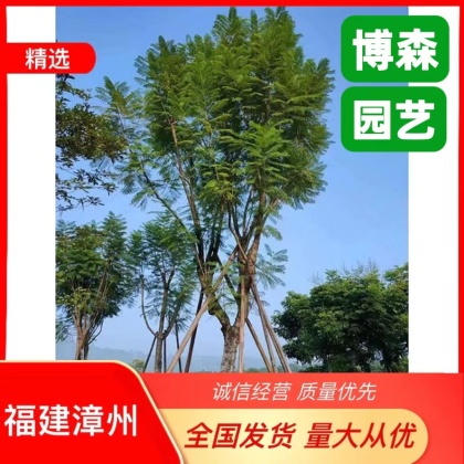 福建漳州漳浦县蓝花楹价格行情走势 - 一亩田