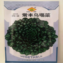 乌塌菜种子黑菜小八叶种子超耐寒春季叶柄翠绿高产粗纤维少