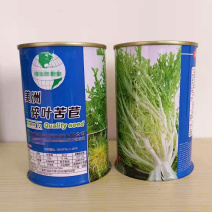 碎叶苦苣种子黄心碎叶散叶花叶苦菊生菜籽四季阳台庭院大田