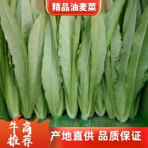 常年精品油麦菜，可以地头收货，质量好价格优，可视频看货