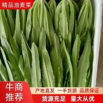 精品油麦菜，产地直供，质量好，价格优，大量供货