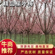 精品高分枝榆叶梅，大量销售，货源充足稳定，欢迎选购