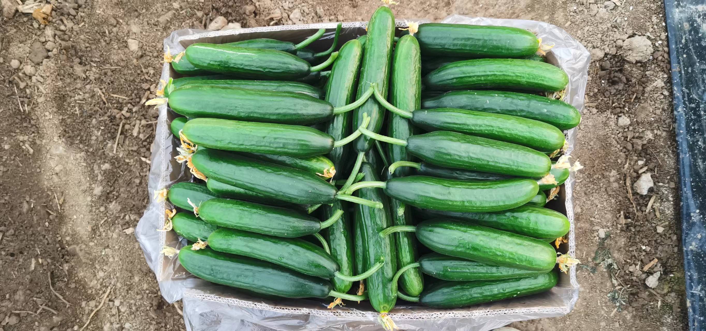 带花小黄瓜生态种植与采收过程:展现自然授粉、人工精采、鲜活状态三位一体品质保障 田间采收实景:戴手套的农户正将带花小黄瓜从藤蔓上轻旋摘下,黄瓜顶端雌花完好,藤蔓叶片浓绿,背景可见蜜蜂飞舞,体现生态种植环境