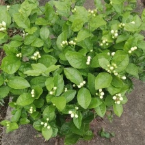 茉莉花苗30~50cm易成活质量保障视频看货诚信合作