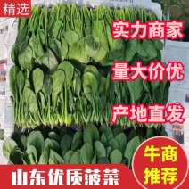 《牛商优选》菠菜大量供应批发货源充足代发全国