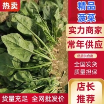 《加工厂菠菜》有货长期供应商需要合作！长期合作！