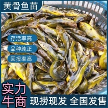 实力安徽黄骨鱼苗高产高成活黄骨鱼苗基地直发健康鱼苗黄丫头