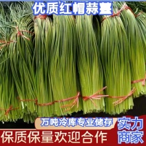 红帽蒜薹金乡蒜苔产地直发供应电商市场商超食堂