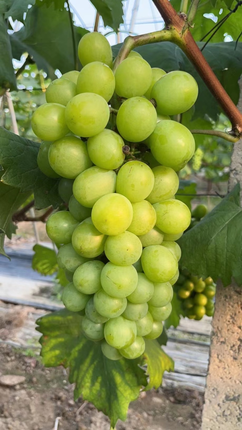 优质醉金香葡萄果肉饱满晶莹剔透产地直发保质保量