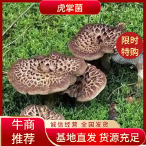 来自于大山的野生虎掌菌，现有货，规格齐全，源头货，全国包