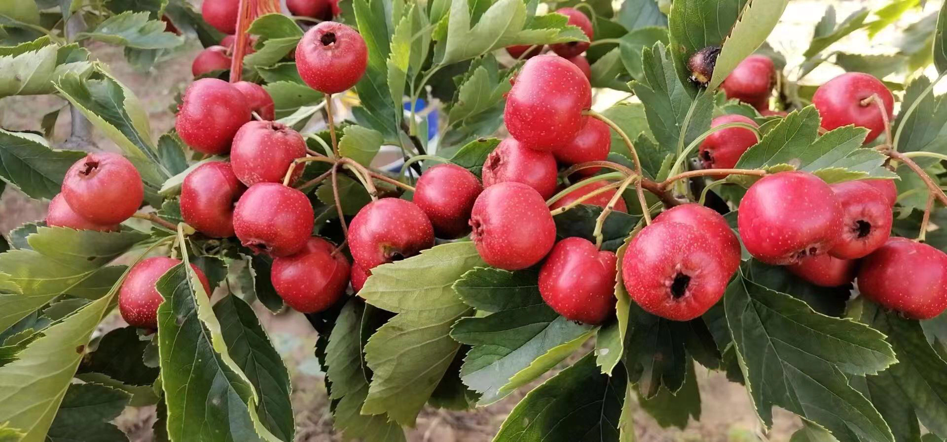 一株北五味子藤蔓缠绕在树干上,枝条上密集悬挂着成串鲜红透亮的成熟浆果,背景为林间湿润环境,阳光透过树叶洒落,展现出秋季山林中的丰收景象 北五味子植株挂满红色浆果