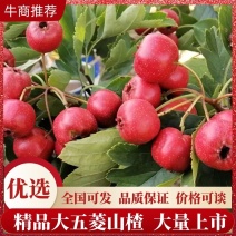 优质大五棱山楂，甘肃特产，一手货源，全国发货欢迎来电咨询