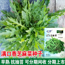 小叶芝麻菜种子有芝麻香味小青菜种籽火箭菜蔬菜菜种孑阳台
