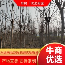 梓树5公分，8公分梓树，10公分梓树，12公分梓树