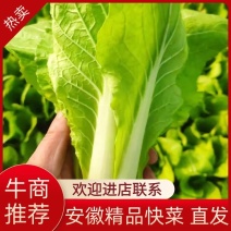 安徽精品快菜一手货源基地直发质量保障视频看货诚信合作