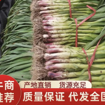 东北吉林一点红蒜苗大量上市质量有保证全国发货