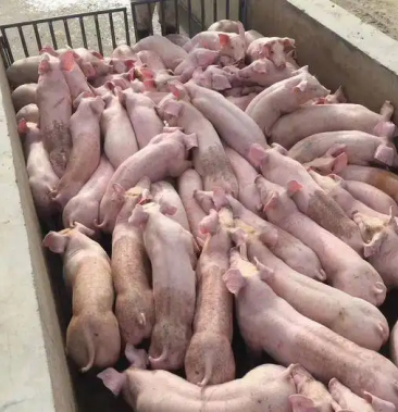 龙宝二元母猪苗品种纯正健康疫苗齐全包邮欢迎来电咨询