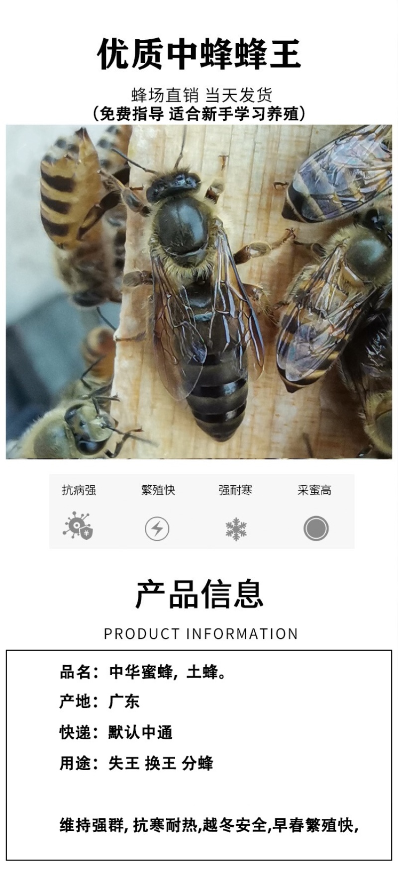 阿坝王中蜂王种王高产王蜜蜂开产双色红环纯种黑美人仓王天柱