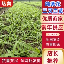 纯紫花三叉白芨驯化种苗成活率98%以上提供种植技术