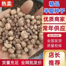 2020年半夏去皮干货1.2往上的，产地直发，质量保证