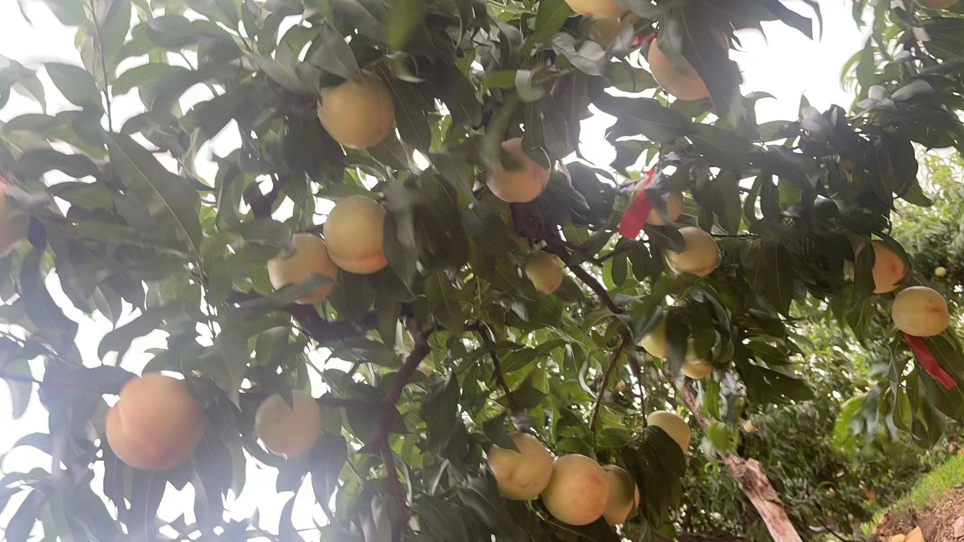 望春油桃在果园中挂果成熟的状态,展示其生长环境和植株状态 望春油桃果园实景